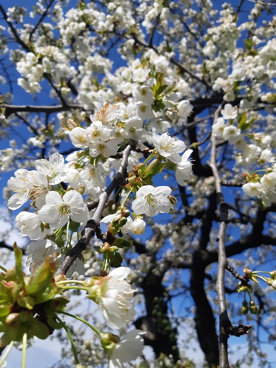 valkoiset kukat, kirsikankukkia, sakura, kukat, oksat, valkoiset terälehdet, kukinta, kukka, kasvisto, luonto, kevät