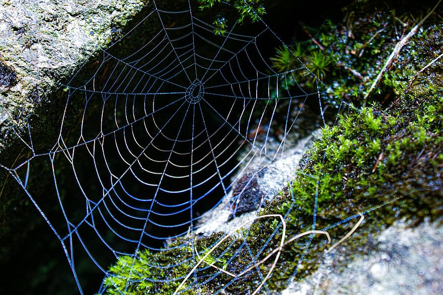 edderkoppespind, spindelvæv, struktur, levested
