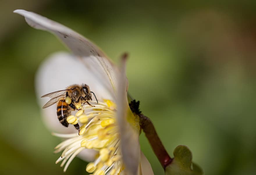 пчела, насекомое, цветок, животное, пестики, морозник, белый цветок, завод, природа, сад