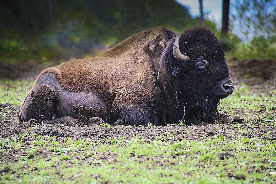 bison, dyr, pattedyr, fauna, horn, dyreliv, dyr i naturen, horned, gress, kveg, beite