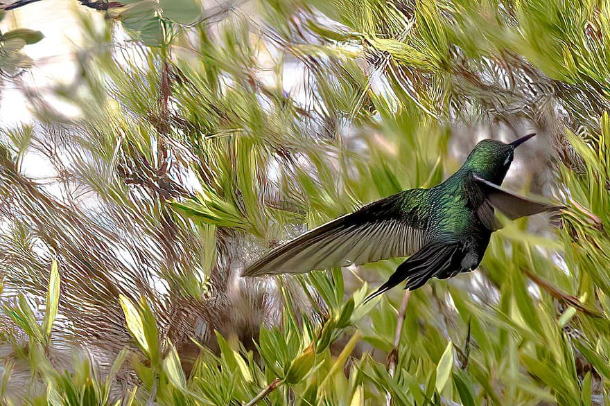Cuba, smeraldo dalla coda verde, colibrì, uccello, aviaria, ornitologia, birdwatching, animale