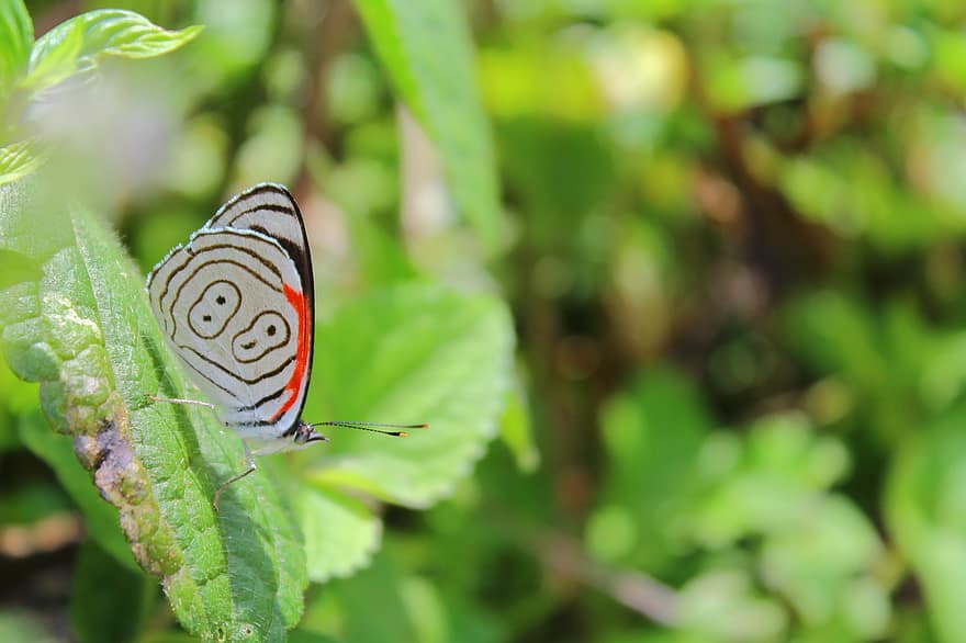 kupu-kupu, serangga, serangga bersayap, sayap kupu-kupu, fauna, daun, alam