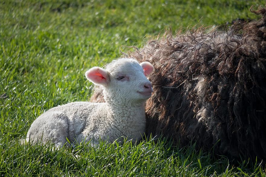 mouton, agneau, la laine, visage, tête, animal, jeune animal, ferme, pâturage, bétail, Prairie