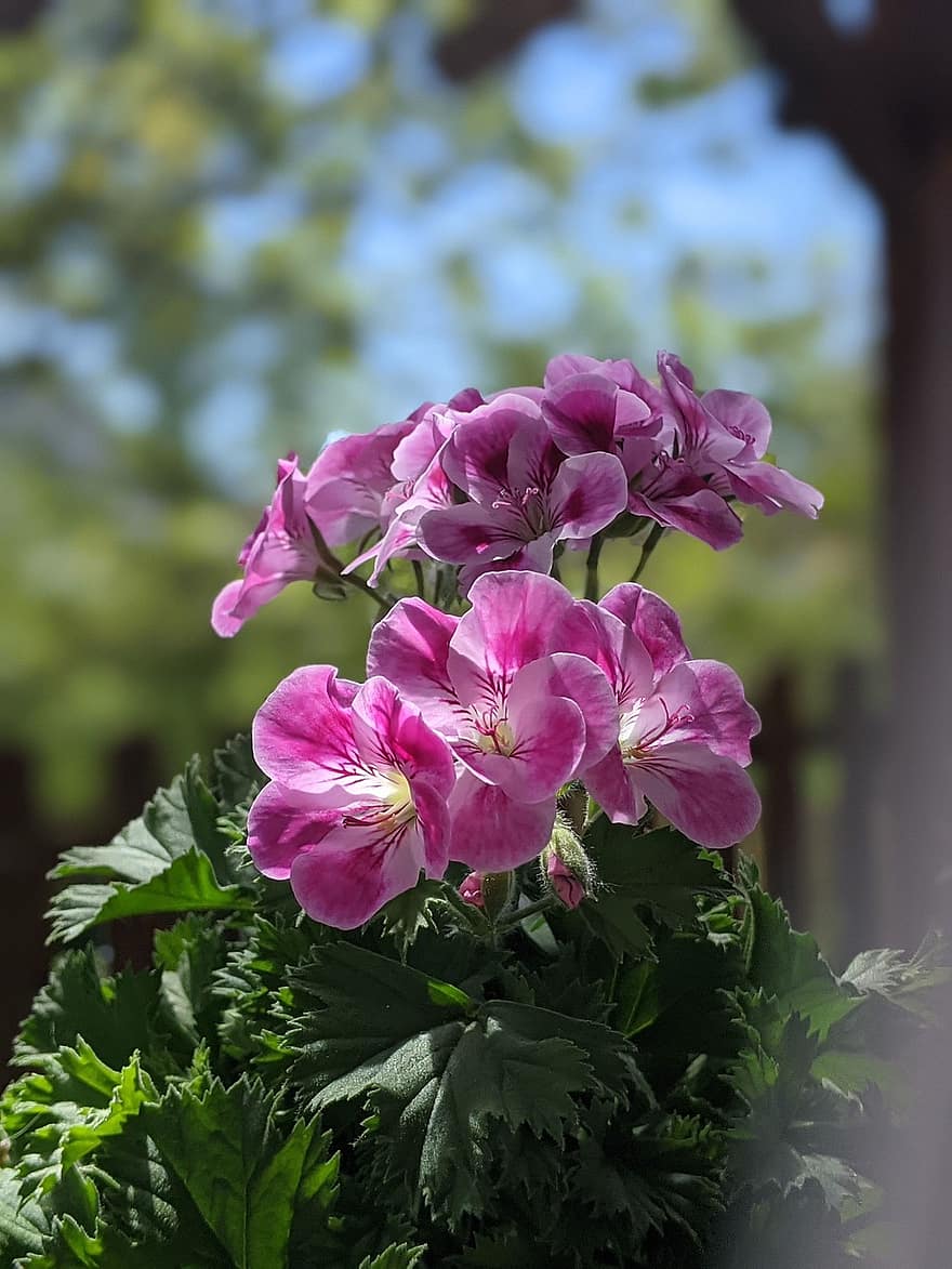 pelargónie, květ, růžový, zahrada, jaro