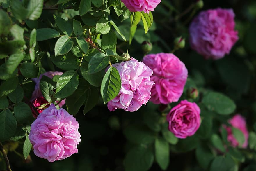 Rosas cor de rosa, arbusto, florescendo, flores, floral, arbusto de rosas, Flor, Primavera, natureza