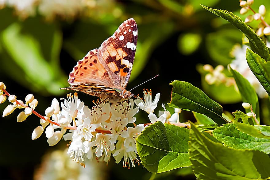 malované lady motýl, nalíčená žena, motýl, opylování, květ, zahrada, entomologie, hmyz, detail, vícebarevné, zelená barva