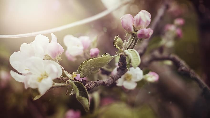 blomstre, flor, æbletræ, æbleblomst, forår, afdeling, frugt træ, lyserød, hvid, smuk, forårsbloem