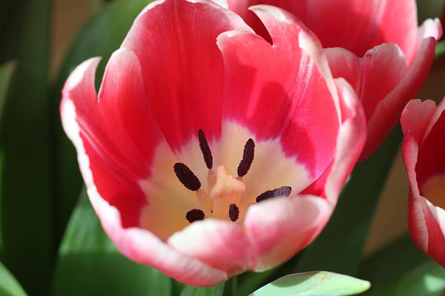 tulip, bunga, menanam, bunga-bunga merah muda, kelopak, benang sari, berkembang, flora, musim semi, alam, merapatkan
