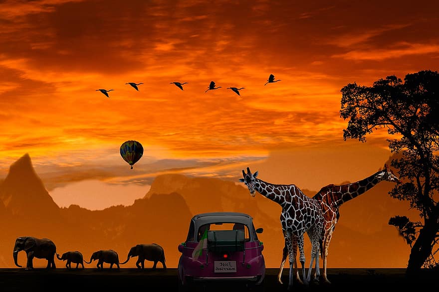 bakgrund, känslor, smekmånad, semester, afrika, kärlek, giraff, elefant, fågel, flamingo, resa