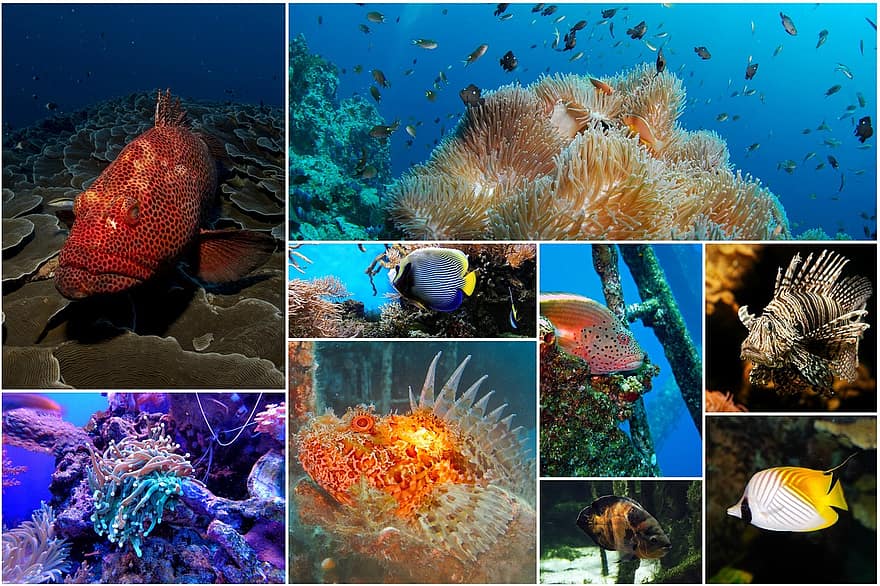 kolaż ryb, kolaż zdjęć, Podwodny, pod wodą, Natura, dzikiej przyrody, kolaż, ocean, morze, koral