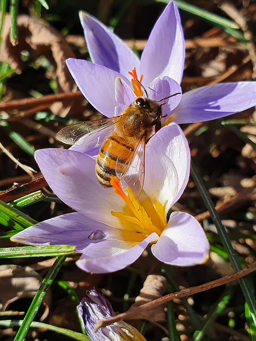 цветок, пчела, опыление, насекомое, природа, энтомология, цветение, крупный план, летом, завод, желтый