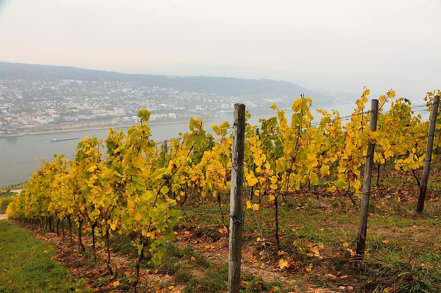 vingård, rhine dalen, vinranker, vin voksende, vindyrking