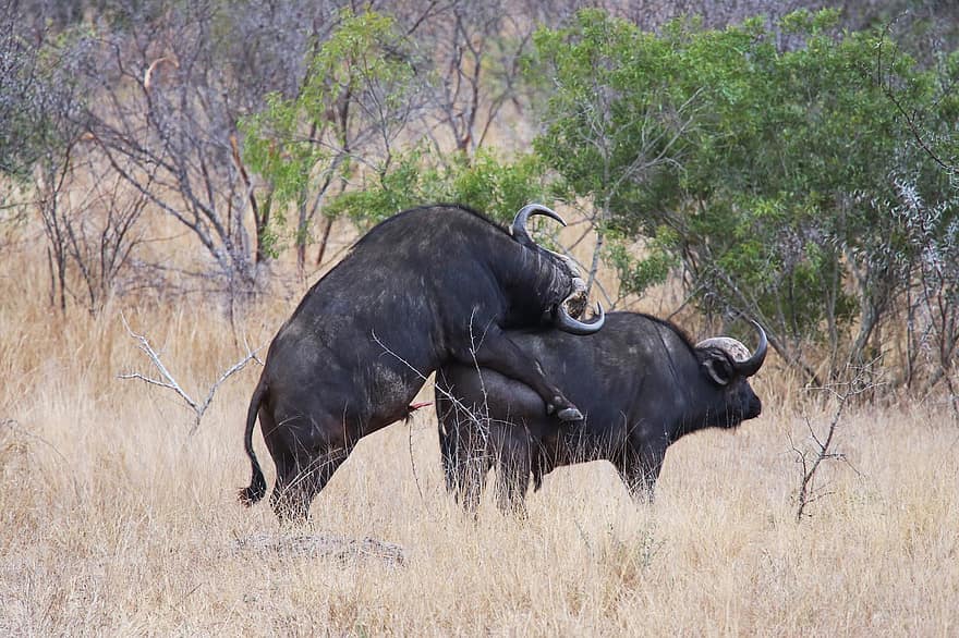buivolai, Afrikos buivolai, safari, laukinės gamtos, ragai, bulius, gyvūnams