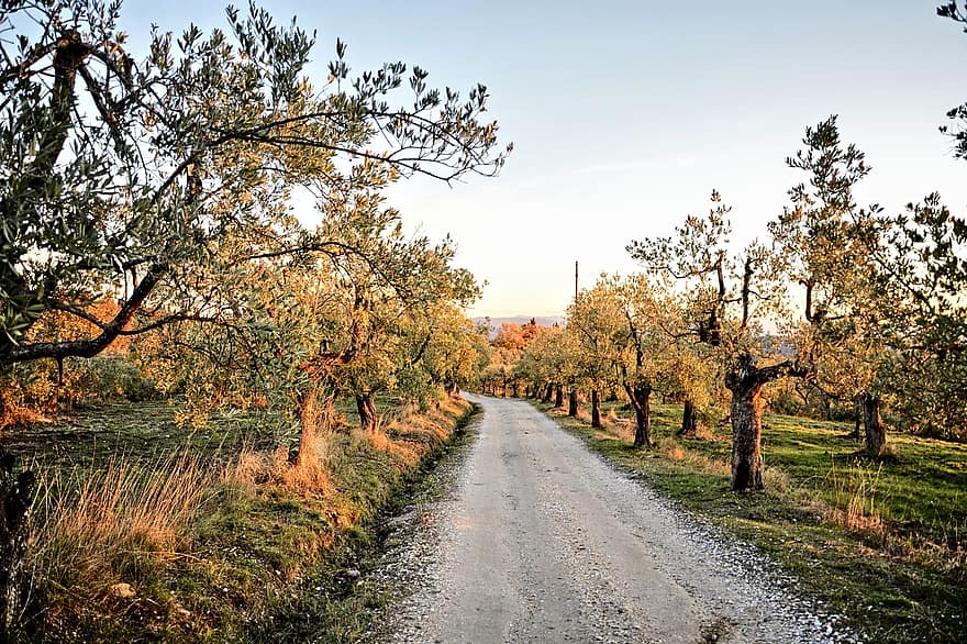purvinas, alyvuogės, medžiai, kelias, kaimo keliukas, kaimo, kaime, Via Delle Tavarnuzze, chianti, Florencija, Toskanoje
