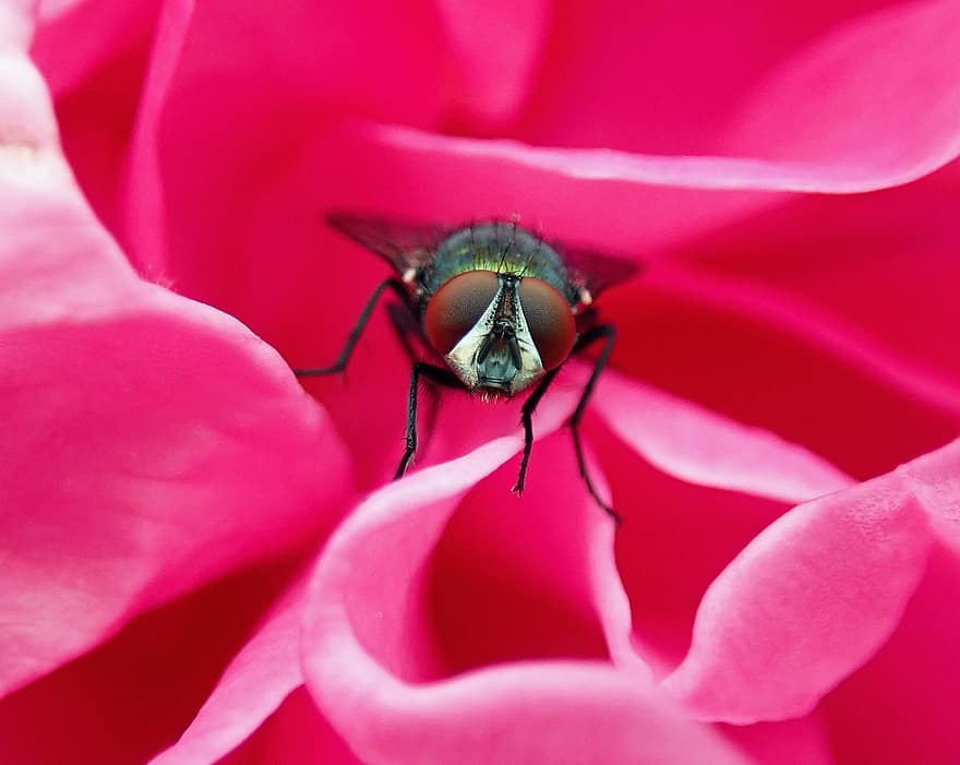 flyve, insekt, kronblade, blomst, sammensatte øjne, winged insekt, entomologi, makro, dyr verden, pink kronblade, rosenblade