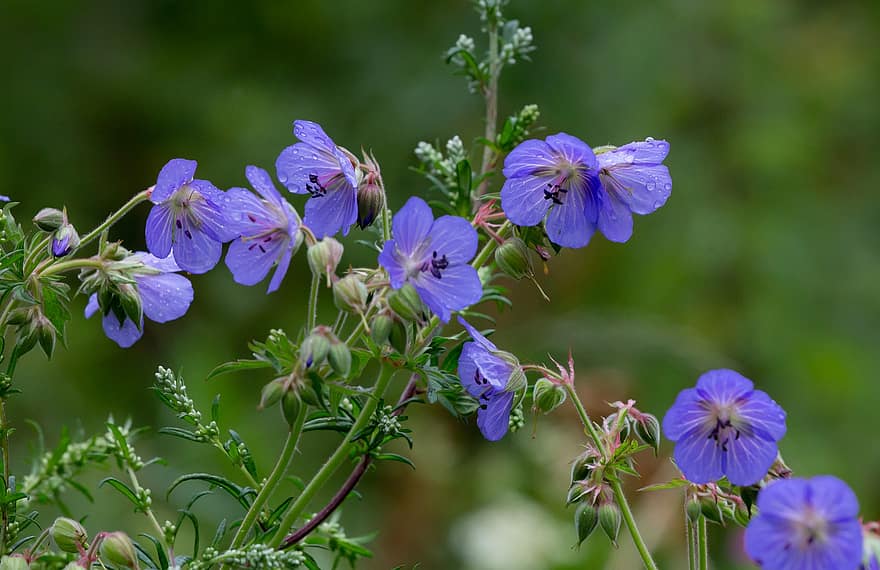 Flowers, Meadow Cranes-bill, Petals, Dew, Meadow, Geranium Pratense, Wild Flower, Meadow Flower, Blue Flower, Flora, Stamens