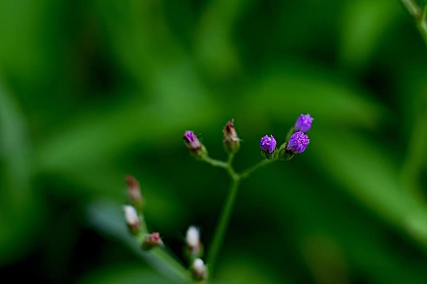 žolė, gėlės, violetinės gėlės, piktžolės, pobūdį, Iš arti, augalų, gėlė, vasara, žalia spalva, violetinė