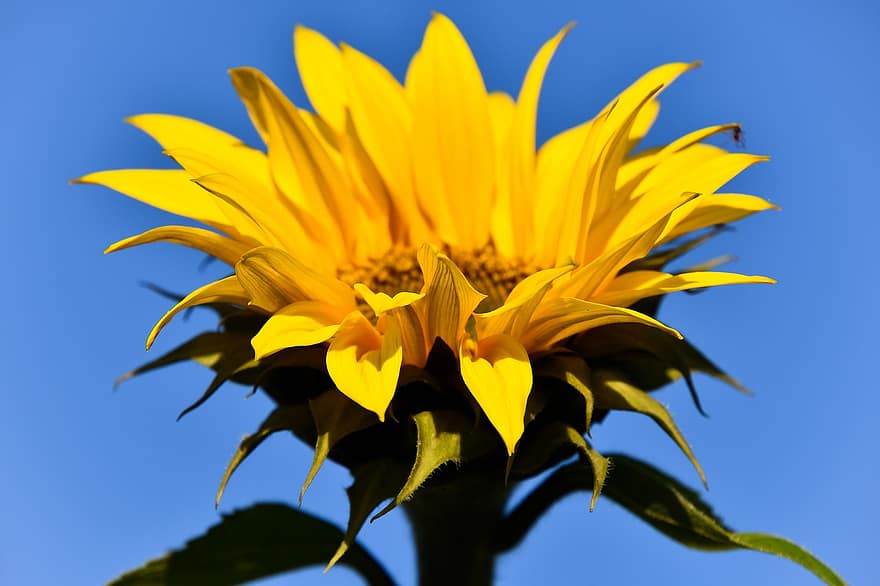 bunga matahari, bunga, berbunga, mekar, bunga kuning, kelopak kuning, kelopak, flora, pemeliharaan bunga, hortikultura, botani