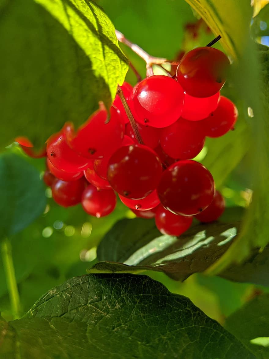 果実、赤い果実、ガマズミ属の木、自然、庭園、フローラ