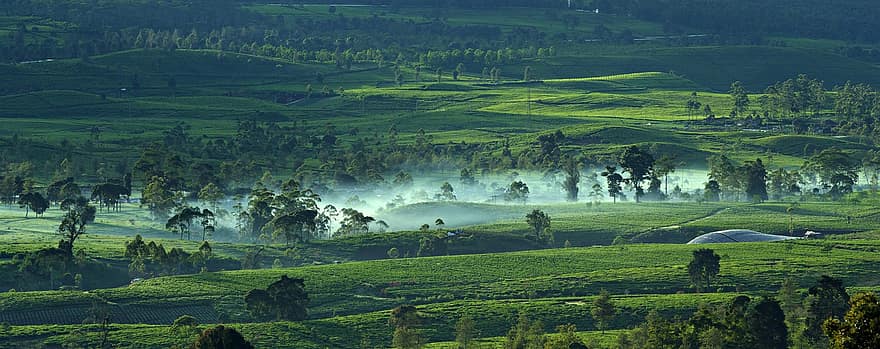 туманный, чайный сад, природа, на открытом воздухе, путешествовать, исследование, сельская местность, поле, Malabar, сельская сцена, ферма