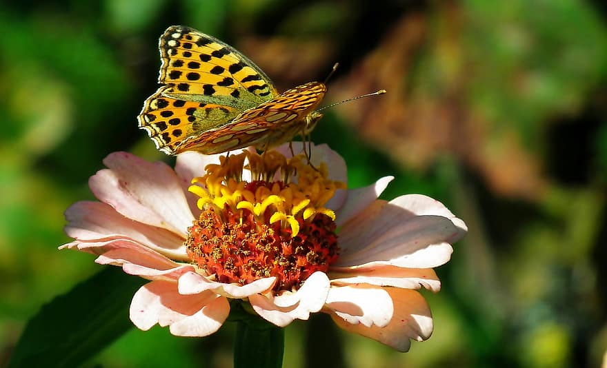 бабочка, насекомое, крылья, цветок, цинния, сад, красочный, природа, фауна
