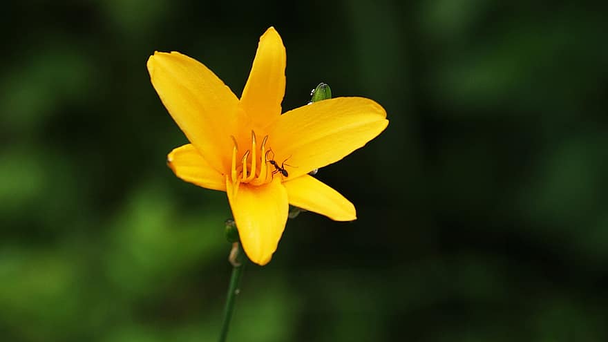 květ, žlutý květ, zahrada, Korejská republika, gangneung, žlutá, detail, letní, rostlina, okvětní lístek, list