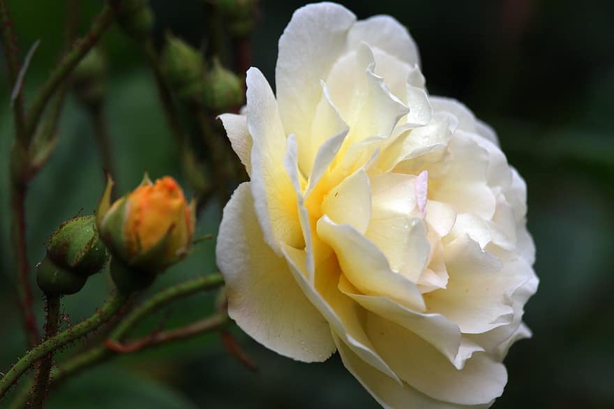 Rose, jardin, fleur, rose d'escalade, Floraison, romantique, fleur de rose, rosier, la nature, pétales, romance