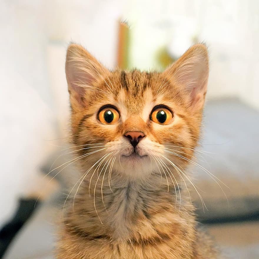 kat, feline, killing, whiskers, ører, nuttet, begejstret, yndig, kæledyr, kitty, tabby