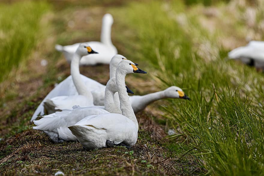 Swans, Birds, Meadow, Waterfowls, Water Birds, Aquatic Birds, Animals, Plumage, Beak, Field, Paddy Field