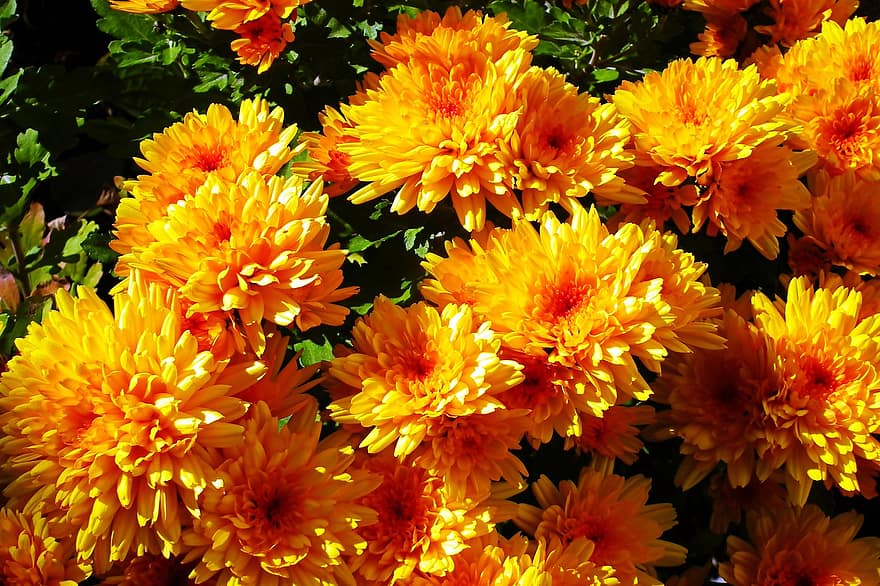 хризантемы, цветы, растения, желтые цветы, лепестки, цветение, листья, сад, природа, осень