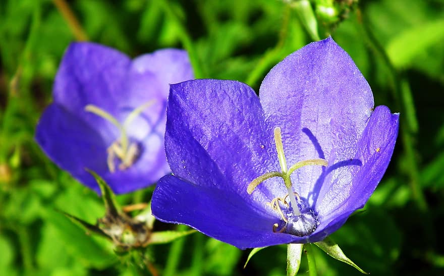 rozwar, flor, blau, naturalesa, primer pla, jardí, primavera, bonic, els pètals, florint, decoratiu