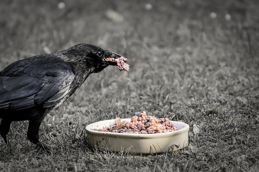 Raven Bird, Crows Bird, Eat, Nature, Feather, Foraging, Bird, Crow, Food, Bill, Animal World