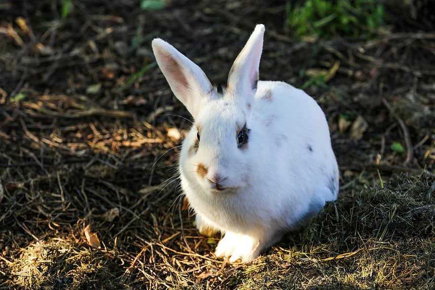 أرنب ، ذو أذنين طويلة ، آذان أرنب ، مرج ، أرنب عيد الفصح ، الفراء ، الحيوان الثديي ، حيوان ، صورة الحيوان