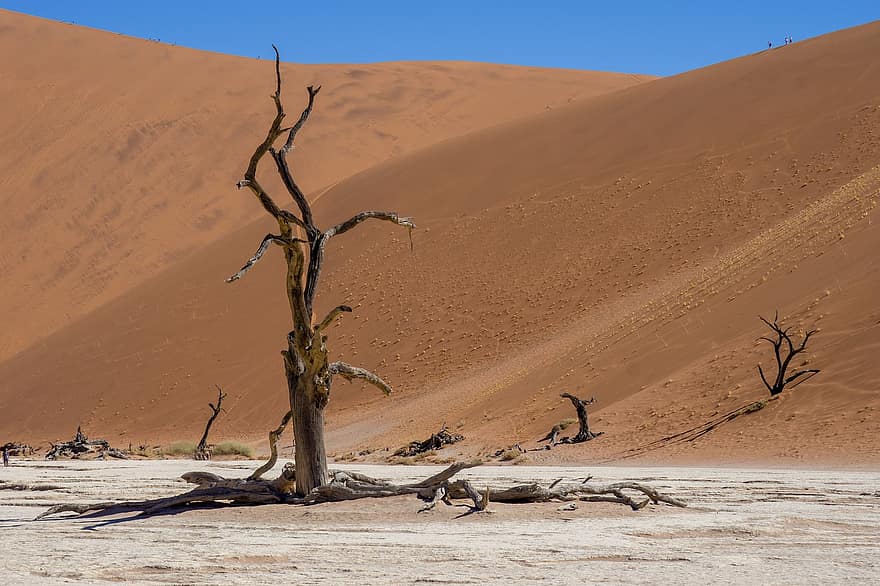 poušť, písek, duny, mrtvý strom, neplodný, krajina, Příroda, namibie
