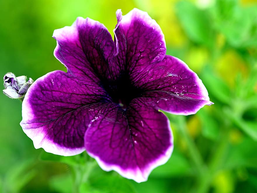 pétunia, fleur, fleur mauve, pétales, pétales violets, plante, Floraison, flore, la nature, fermer, violet