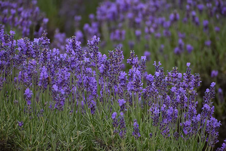 las flores, primavera, flora, naturaleza, floraciones de flores, púrpura, hierba, homeopatía, lavendula