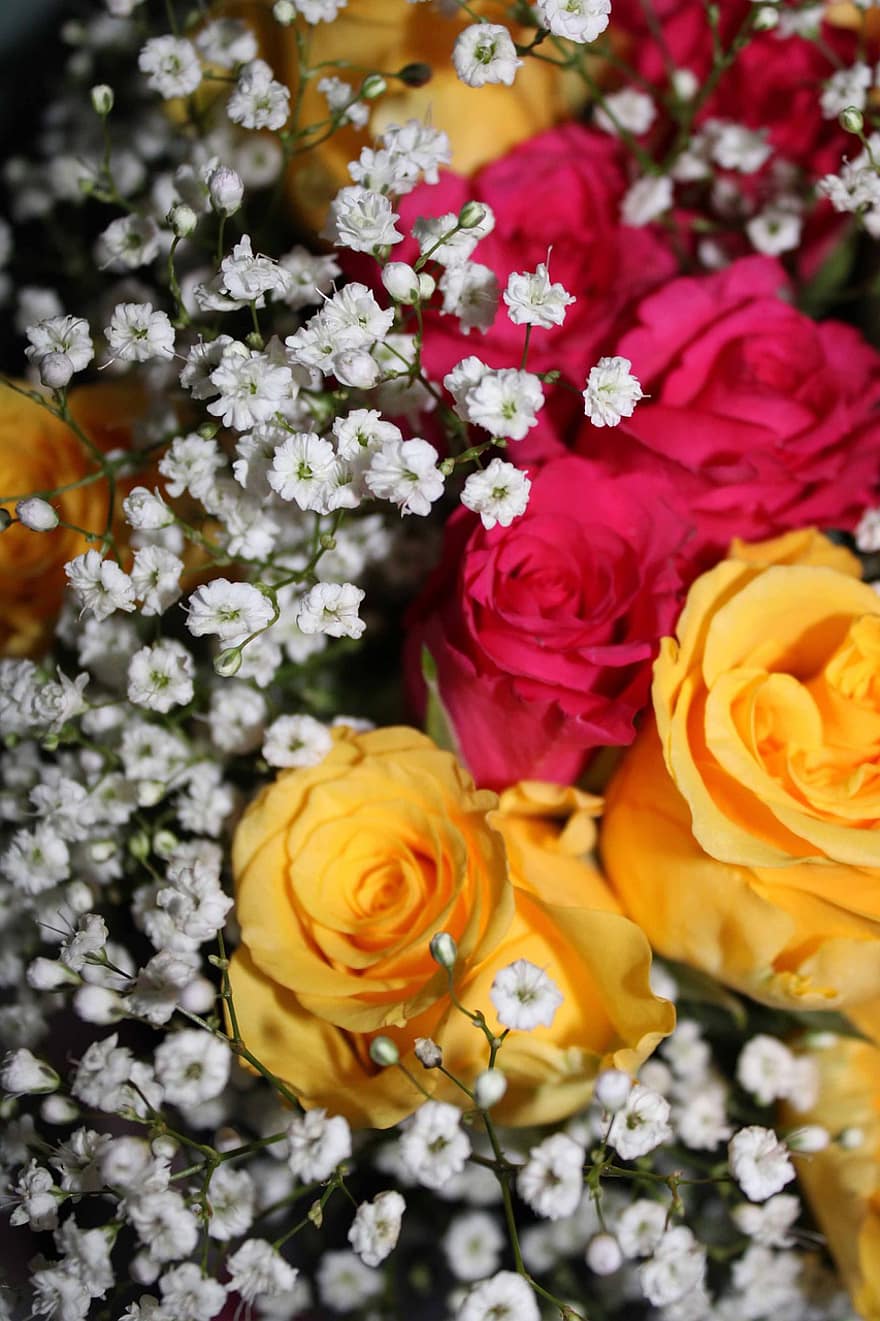 λουλούδια, τριαντάφυλλα, Ανάσα μωρού, ανθίζω, χλωρίδα, άνθος, βοτανική, λουλούδι, πέταλο, μπουκέτο, φρεσκάδα