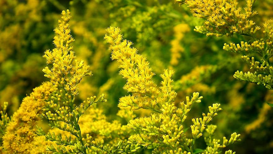 Goldenrods, Solidago, Nature, Meadow