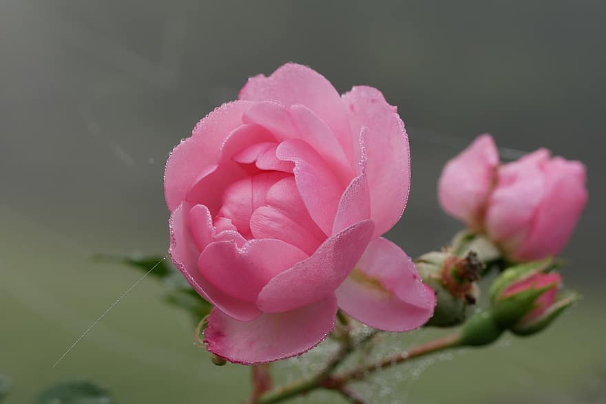 ogród, kwiat, rosa, krople rosy, kropelki, Róża, różowy kwiat, różowa róża, kwitnąć, roślina kwitnąca, roślina ozdobna