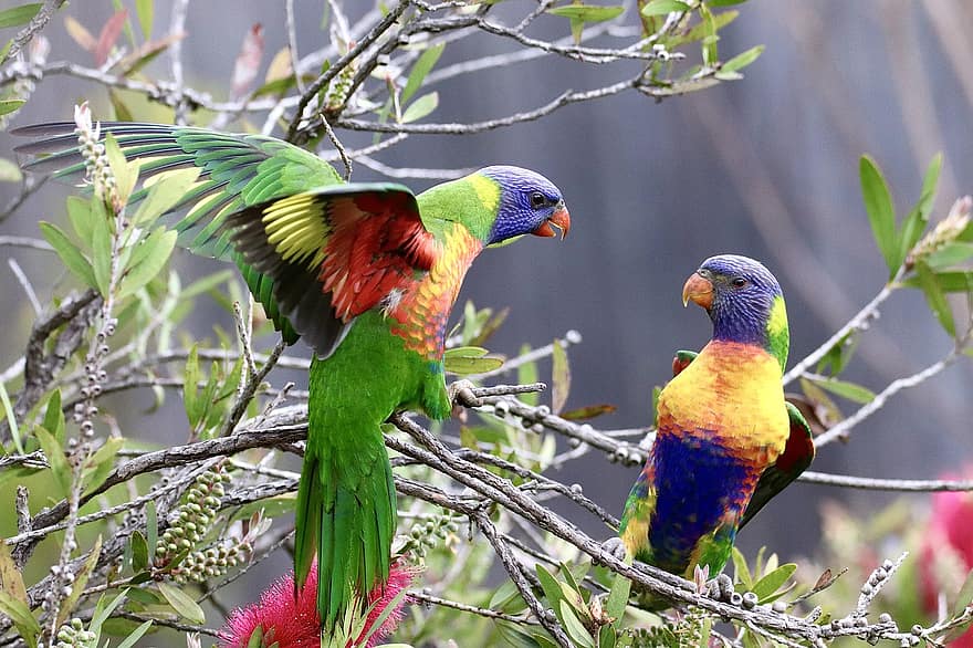 Birds, Parrot, Ornithology, Species, Animal, Fauna, Avian, multi colored, beak, feather, macaw
