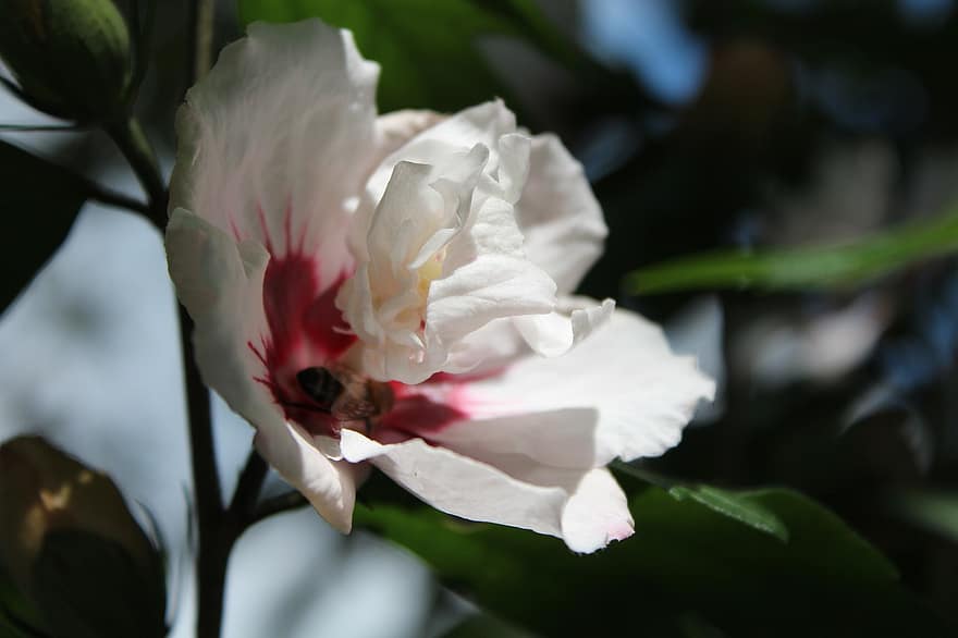 trandafir de șaron, floare, albină, insectă, hibiscus, floare albă, plantă, a inflori, a închide, petală, frunze