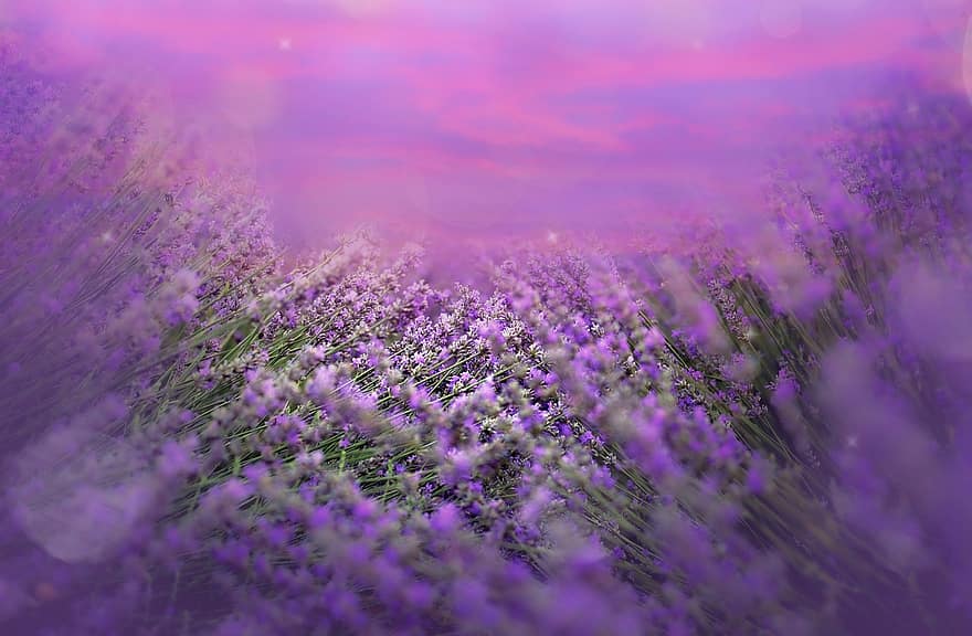 veld-, bloemen, lavendel, zomer, bloeien, natuur