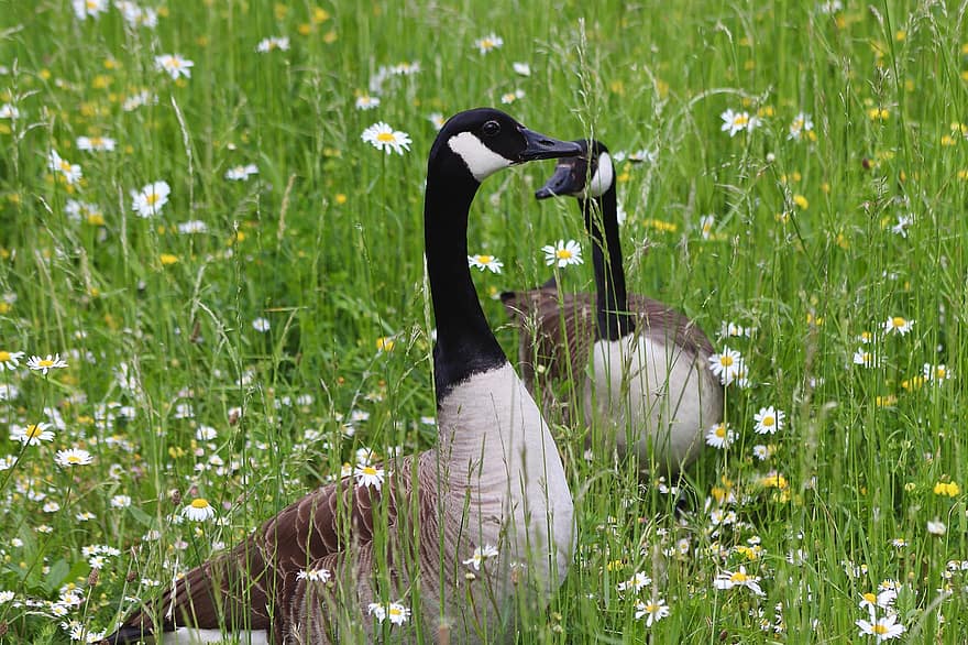 Canada Goose, gjess, fugler, vannfugler, Tusenfryd, blomst eng, fjærdrakt, eng, gress, blomst, nebb