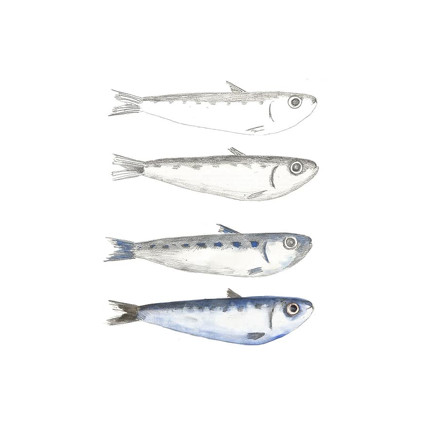 sardinka, Ryba, tužka, výkres, narození, ilustrace, vodové barvy