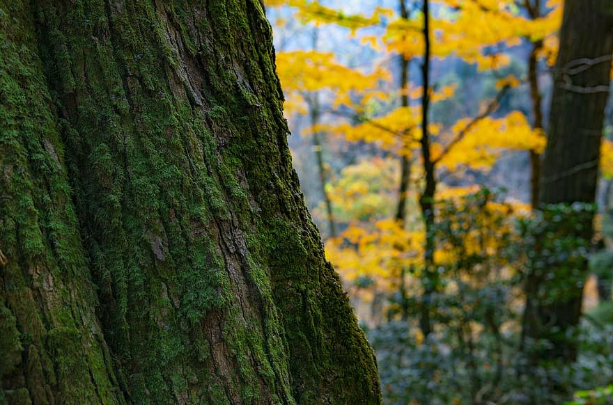 pohon, kulit, lumut, kulit pohon, batang pohon, tekstur, permukaan, bahan, kayu, jatuh, musim gugur