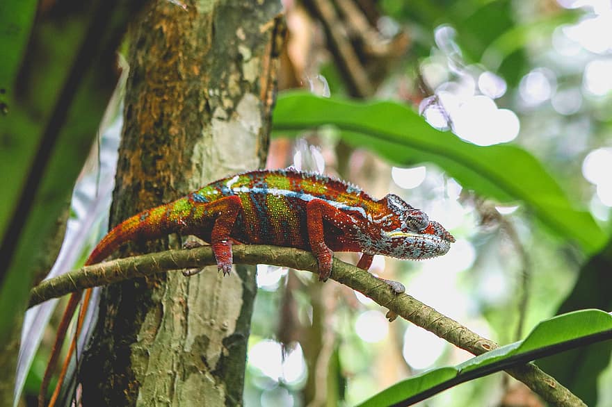 Gecko, cameleon, verde, exotic, rezervație pentru animale terestre, şopârlă, târâtoare, natură