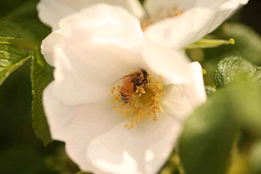 Op zoek naar honing, witte bloemen, Overeenkomstige bloem