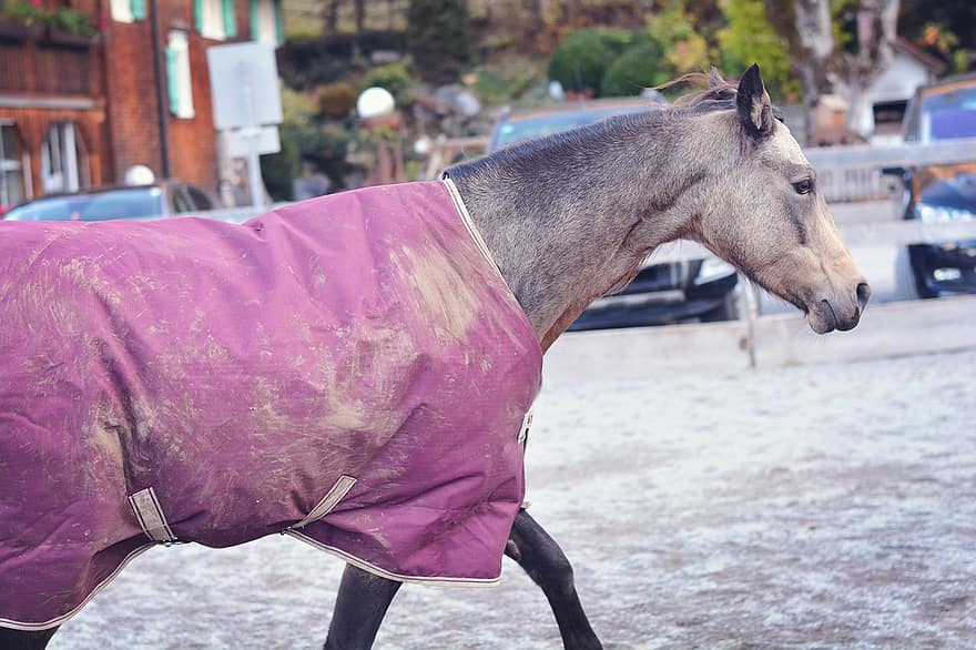 cavallo, pony, coperta, coperta di cavallo, equino, inverno, all'aperto, animale