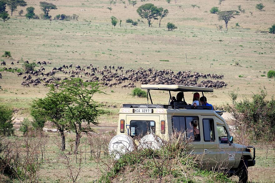 žaidimo diskas, transporto priemonė, gyvūnams, žinduolių, turizmą, turistų, safari, Tanzanija, Afrika, laukiniai