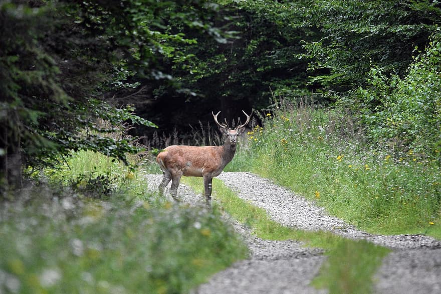 Red Deer, Antlers, Forest, Trees, Animal, Mammal, Fur